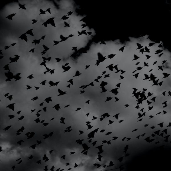 pelly-benassi-Hz1WQbHcXag-unsplash